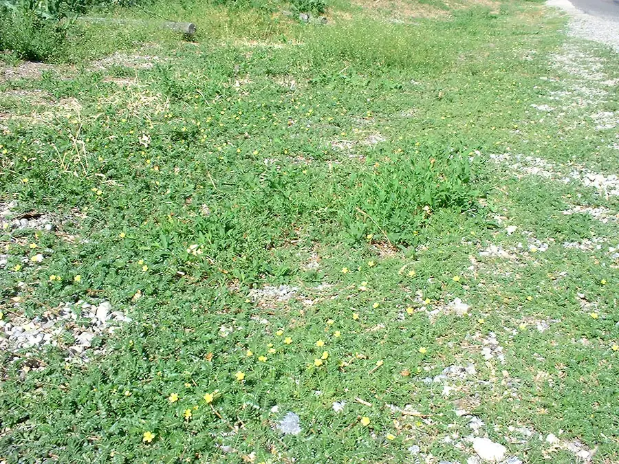 puncturevine_patch02