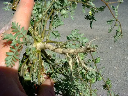 View photo 2 of Puncturevine