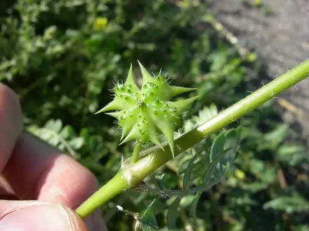 View photo 3 of Puncturevine