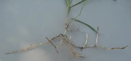View photo 3 of Quackgrass