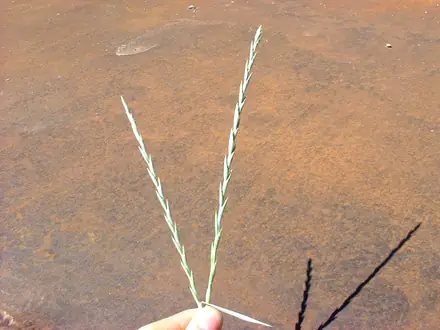 View photo 2 of Quackgrass