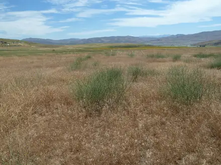 View photo 3 of Rush Skeletonweed