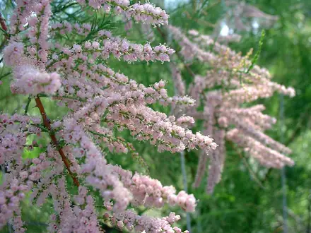 Saltcedar - Class 3