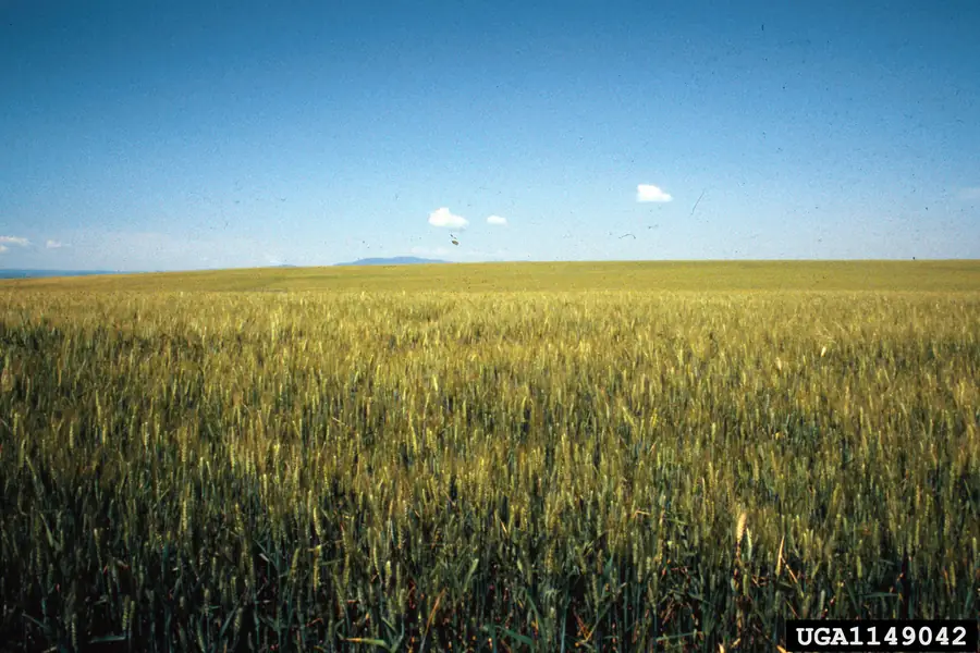 spring millet 1