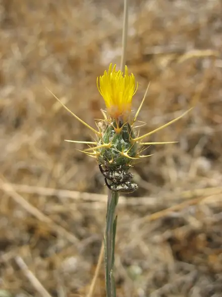 View photo 2 of Eustenopus villosus