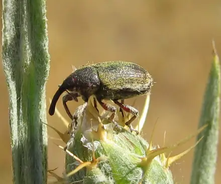 Eustenopus villosus - Biocontrol