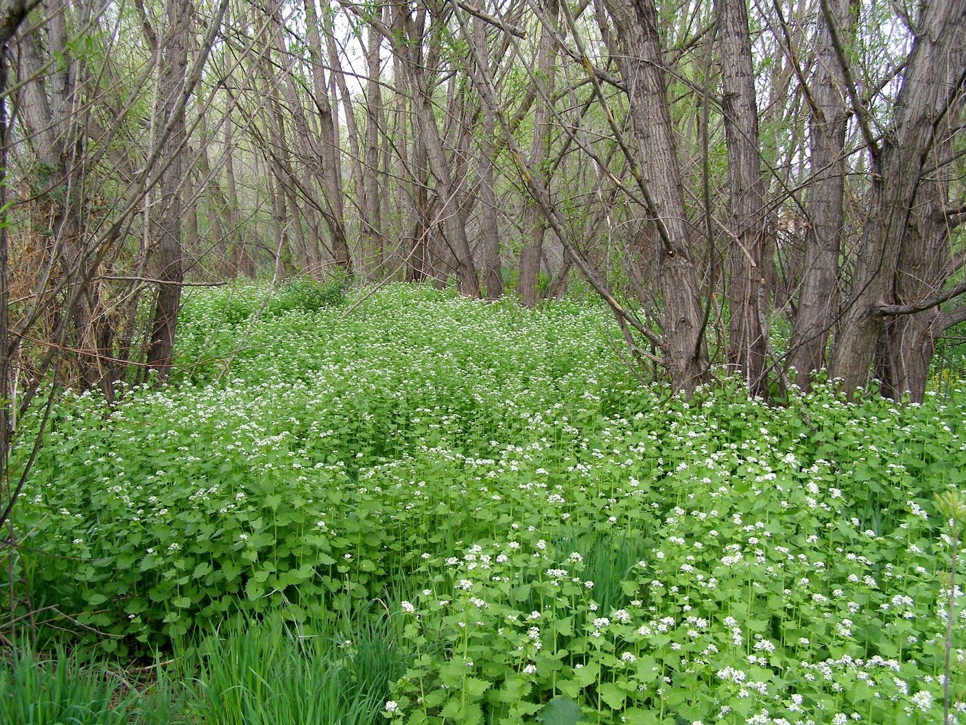 Garlic Mustard