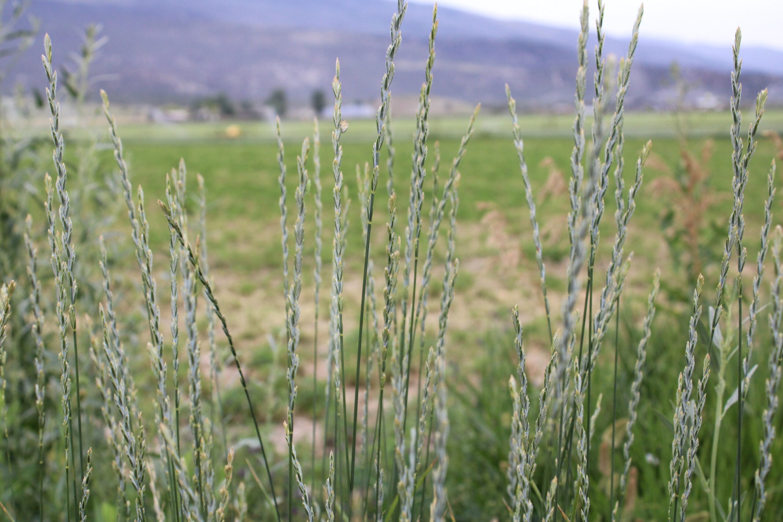 Cutleaf Viper Grass?