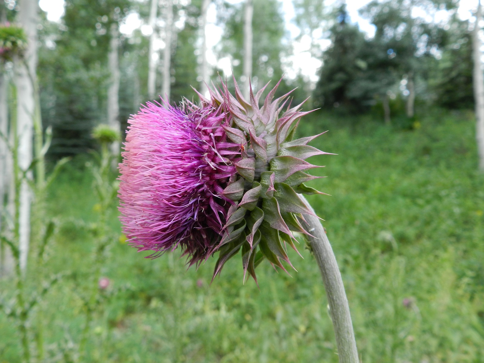 Knapweed-Squarrose, Spotted, Diffuse