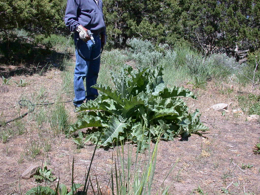 Scotch Thistle